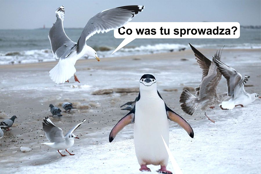 morsy.pl - Gda�sk Brze�no - 2026-01-25