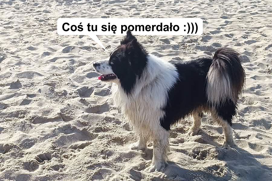 morsy.pl - Gda�sk Brze�no - 2026-03-08