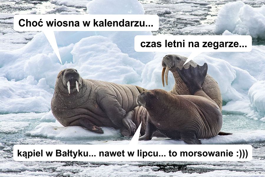 morsy.pl - Gda�sk Brze�no - 2026-03-29